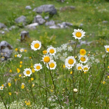 Gloesalm Ramsau am Dachstein Exterior foto