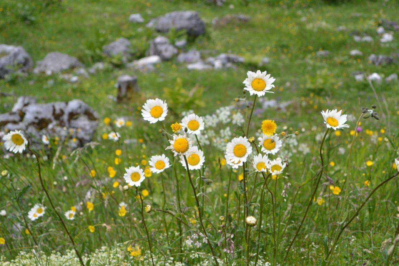Gloesalm Ramsau am Dachstein Exterior foto
