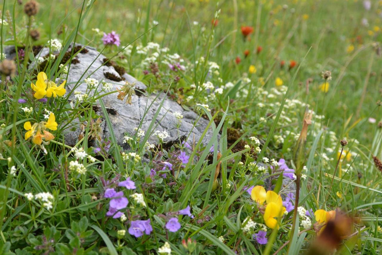 Gloesalm Ramsau am Dachstein Exterior foto